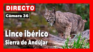 Lince ibérico 🔴 DIRECTO Sierra Morena (Cámara 36 | Jaén)