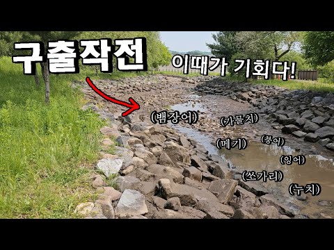 물 빠진 400미터 어도에서 대물 <strong>수백마리</strong> 구출작전!! 활어차 터진다...!!