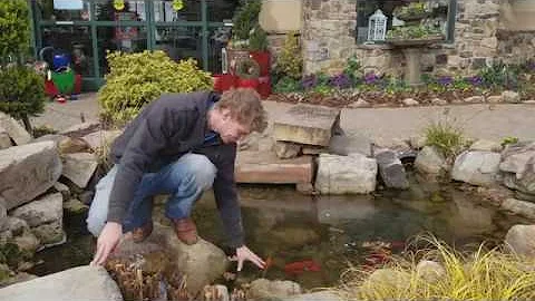 What Should I Do With My Koi During Winter Time?