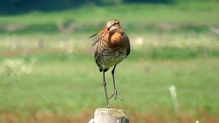 Blacktailed Godwit calling