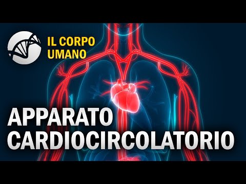 Apparato Cardiocircolatorio - Il Corpo Umano | Estratto