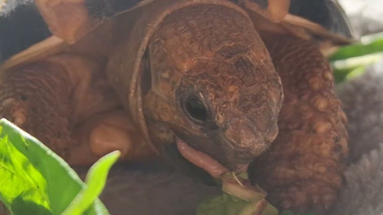 Heres your emotional support tortoise! 🐢 sound up for munch munching 🔈 