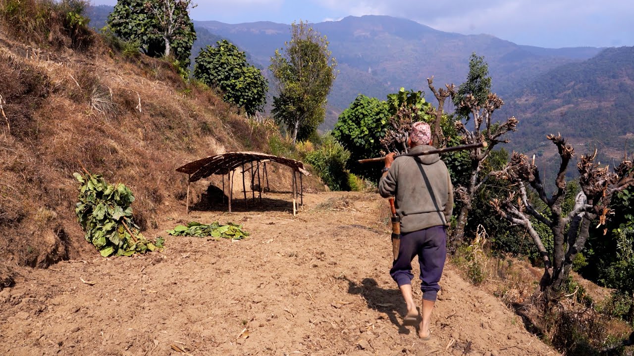 jungle man is busy in his duty in the village || A family in the jungle || @junglefamilycooking
