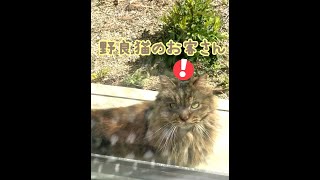 お庭に野良猫のお客さん #shorts