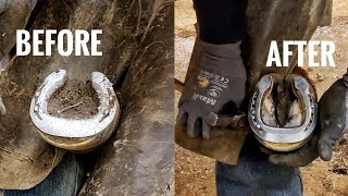 Reining Mare What Farriers See Trimming Overgrown Hoof Hoof Restoration Special Shoes