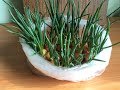 Как вырастить лук на туалетной бумаге /How to grow onions on toilet paper