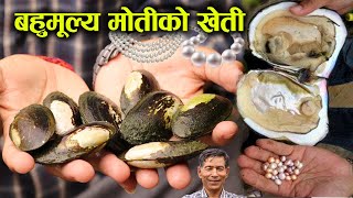 नेपालमै बहुमूल्य मोतीको खेती, कसरी गर्ने? हेर्नुहोस् भिडियो │Pearl farming in Nepal │Nepal Chitra