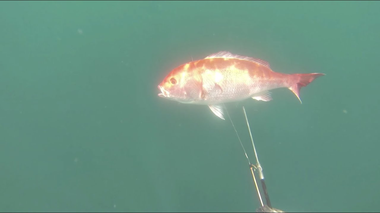Headhunter Pole Spear World record Pacific Red Snapper 