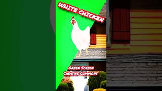 Chicken Footage On The Green Screen. Chromakey Animation.