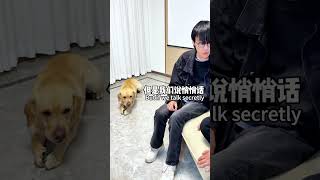 【旺仔很忙🐶Wangzai Is Busy】当我们背后议论狗子时，狗子的反应When We Were Talking Behind Him...