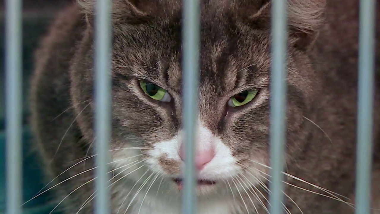 Kitty 911 Season 1 Episode 7 Trailer YouTube kitty-911-season-1-episode-7-trailer-youtube