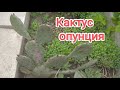 Как растёт кактус опунция