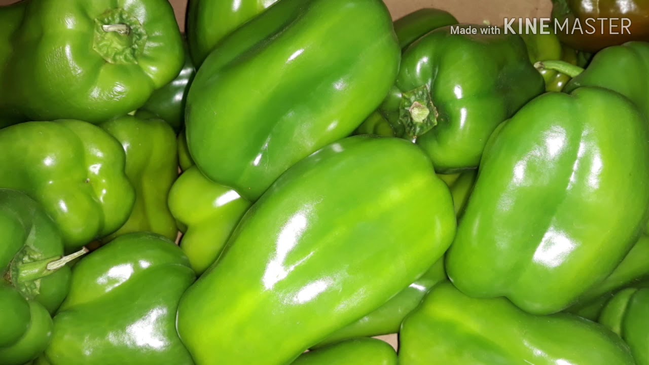 طريقتي في حفظ الفلفل الأخضر بطريقة تحافظ عليه فترة كبيرة داخل الثلاجة بدون تفريز