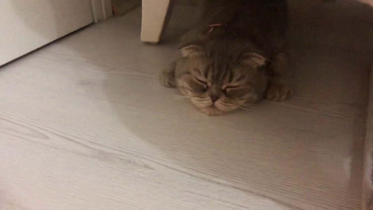 YENİ KEDİ “MERKÜR” YouTube