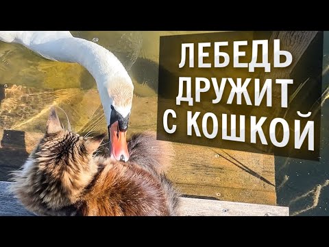 Видео: Лебедь и кошка, история отношений!