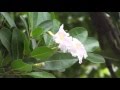 Tabebuia berteroi Hispaniolan Rosy Trumpet Tree