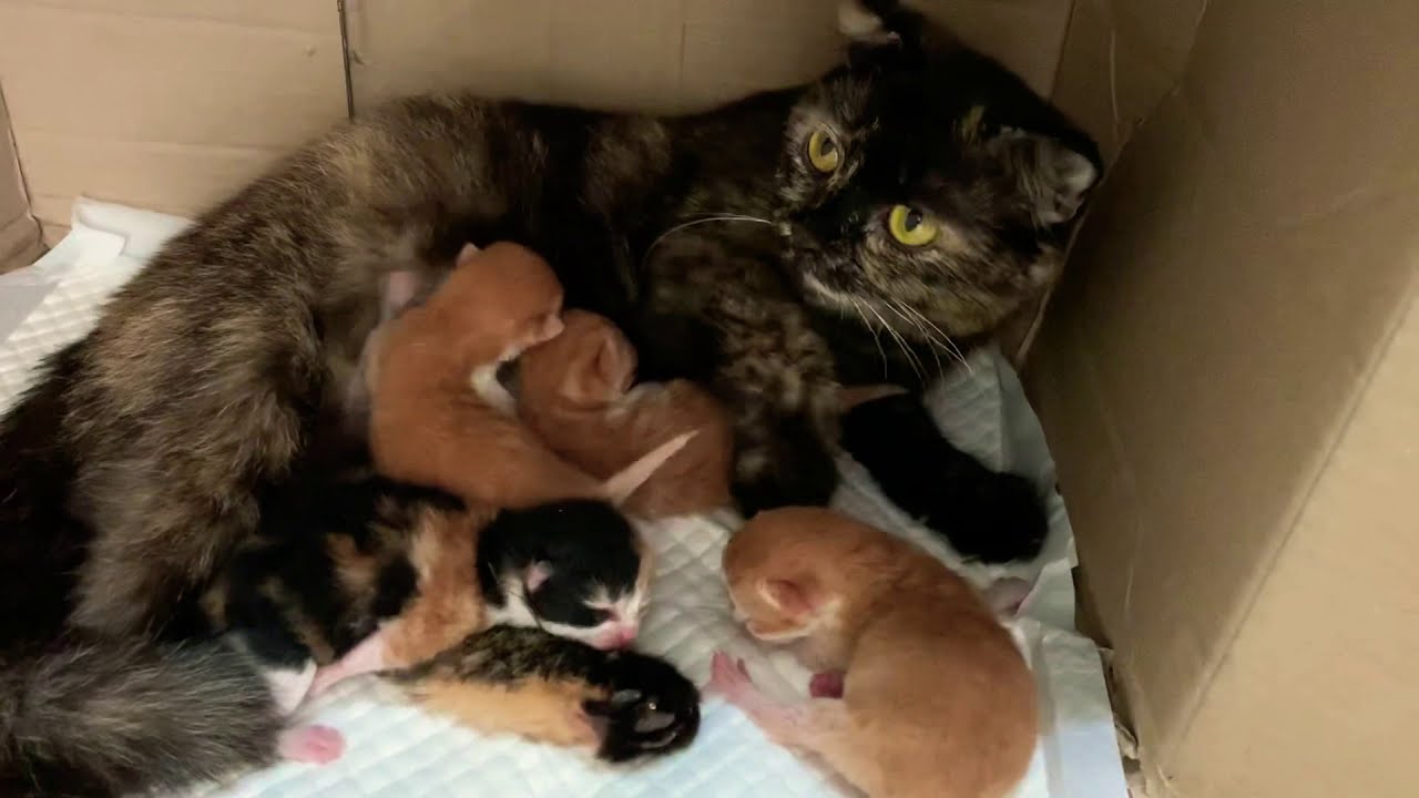 Kittens and family - YouTube