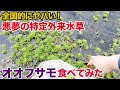 全国的にヤバい悪夢の特定外来水草「オオフサモ」を食べてみた