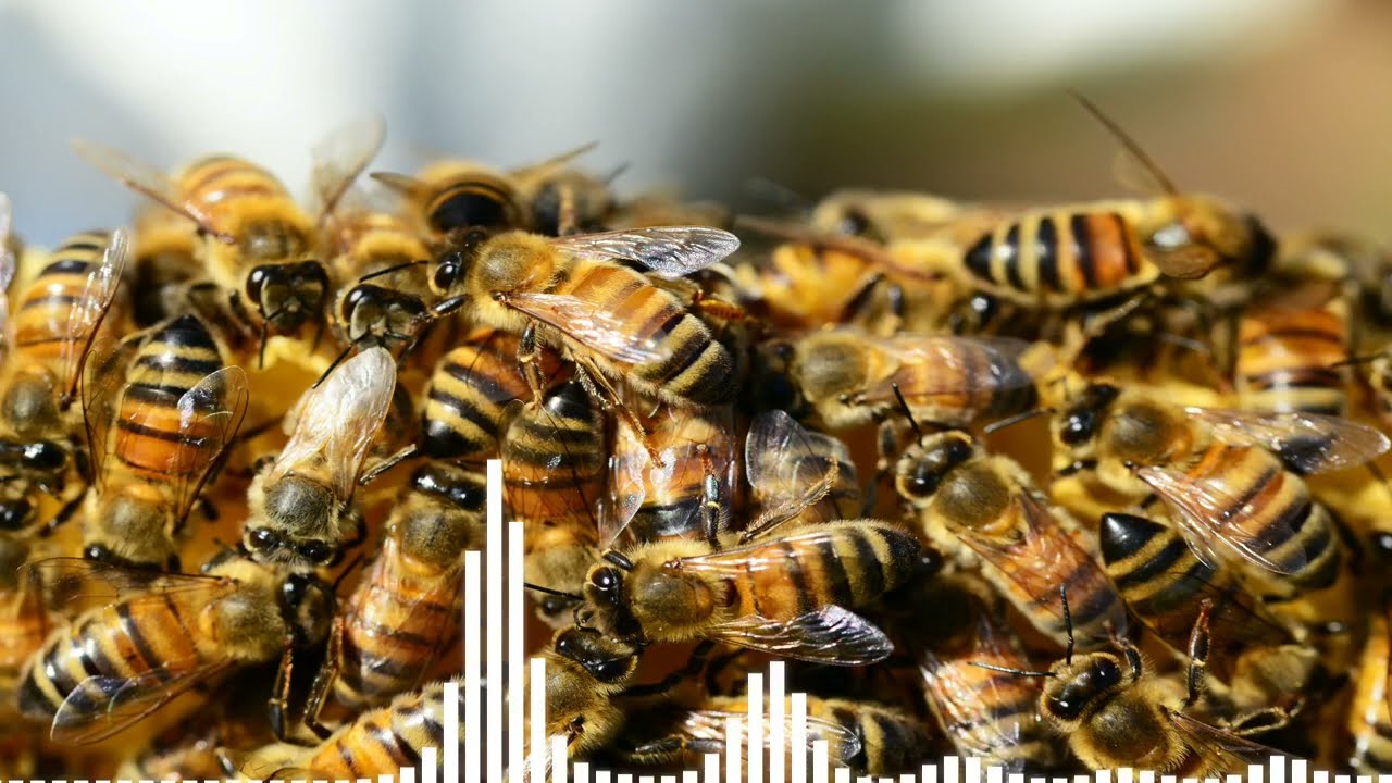 Bee Noise Sound Effect YouTube Bee Noise Sound Effect YouTube