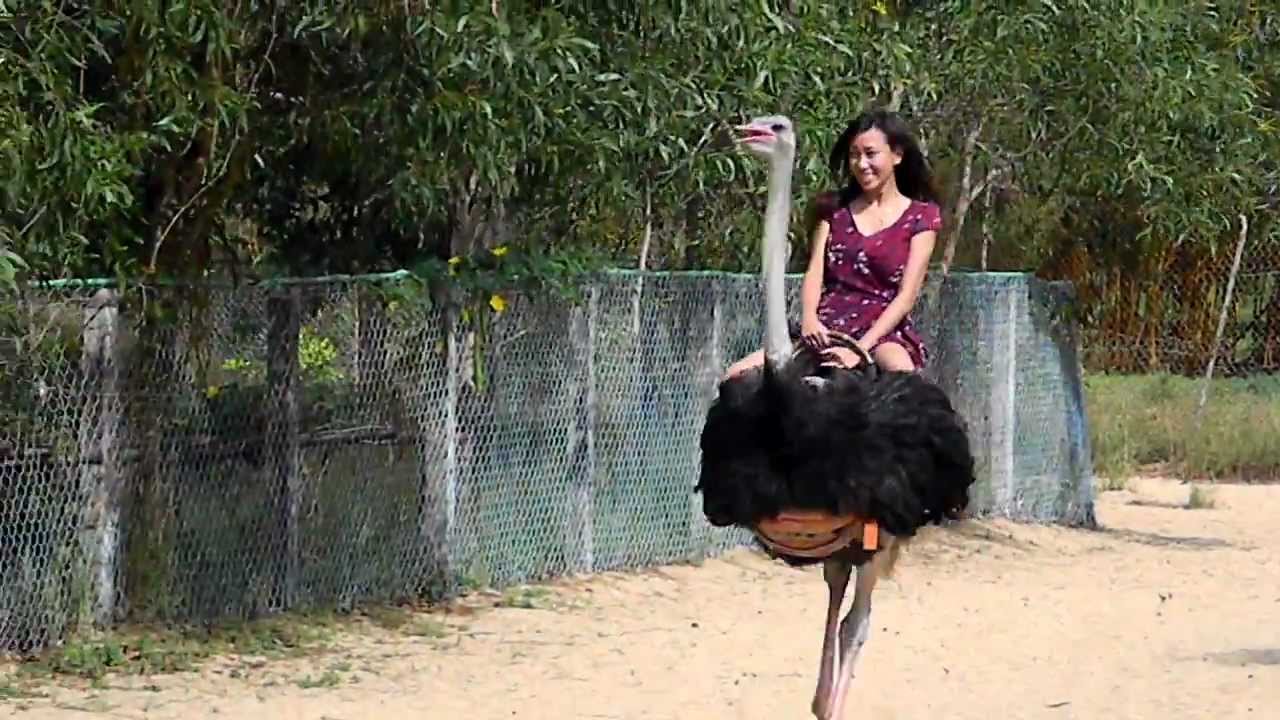 riding an ostrich in Vietnam - YouTube