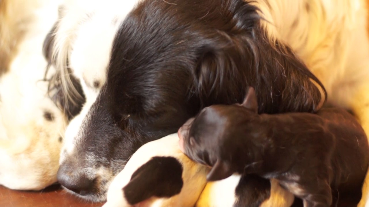 The Smother Mother Dog Attack/Maternidad Asfixiante Be careful with