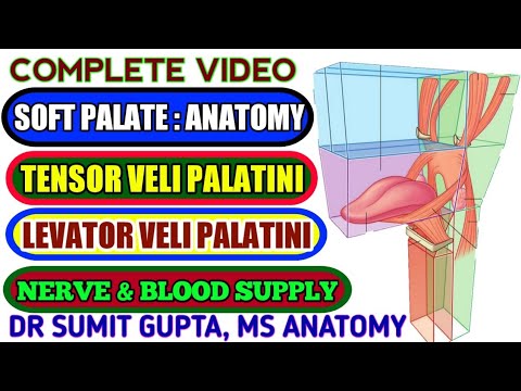 SOFT PALATE :