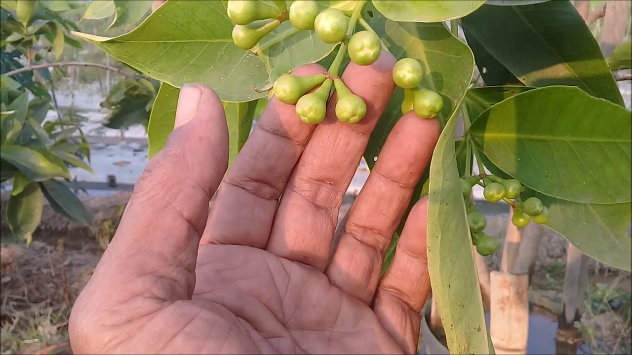 Perawatan Jambu Madu Hijau ketika berbunga