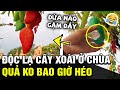 Phát hiện cây xoài  RA QUẢ QUANH NĂM nhưng không bao giờ khô héo khiến cđm KHÓ HIỂU | TB Trends