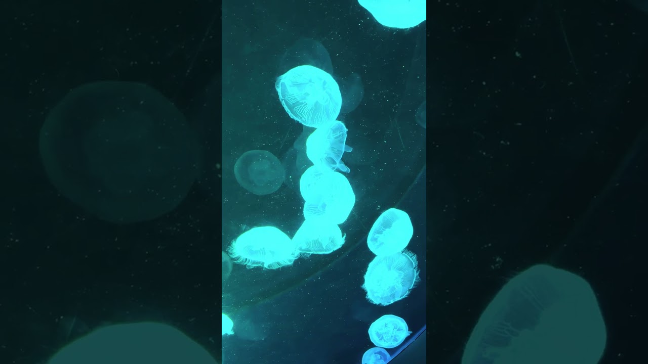 Ripley’& Aquarium of canada 🇨🇦 sharks🦈 