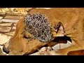 NOO ! 100000+ Maggots Cleaned From Poor Dog! Animal Rescue 2022