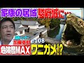 【危険度MAXカメの王者】徳川家康最後の居城・駿府城にワニガメが！？お堀に大量ワナ捕獲作戦！≫生物ハンター加藤英明・Japan wild hunter