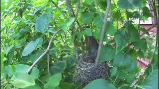 Turdus pilaris nest