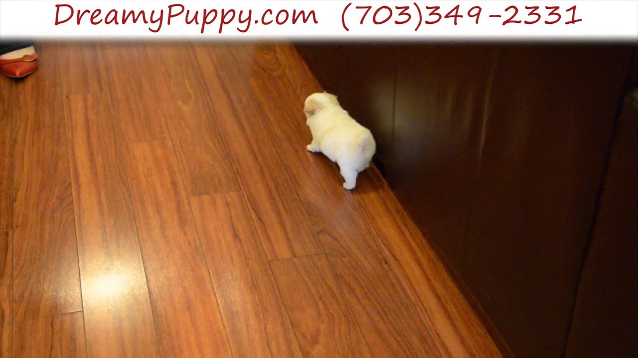 dreamy puppies teacup chorkie www imgkid the image kid has it dreamy puppies teacup chorkie www imgkid the image kid has it