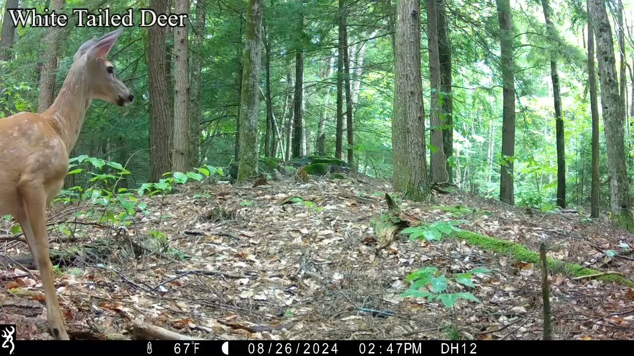 Site 3 ~ Upland Forests of Distant Hill