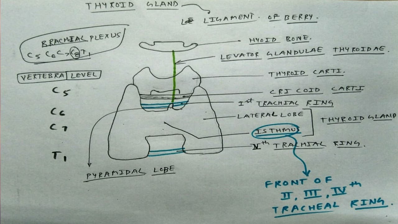 Thyroid Gland Basic Youtube Thyroid Gland Basic Youtube