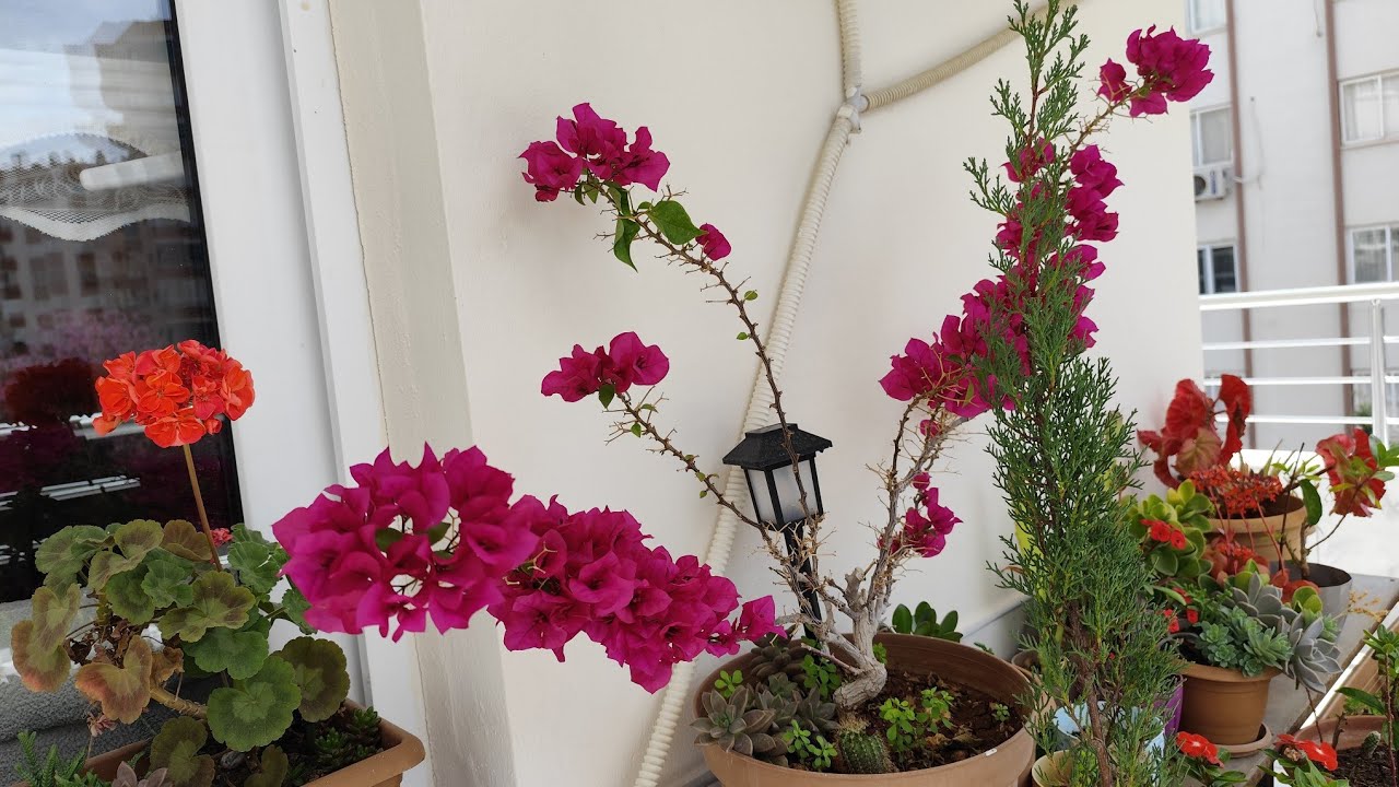 BALKON BAHÇEMİN SON HALİ! Begonvil ve Sardunya Coştu! Bahar Bitkilerime Yaradı! (4 Nisan 2025 Cuma)