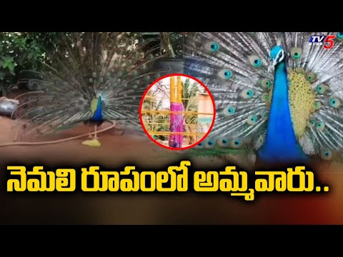 Bhadradri Kothagudem District : నెమలి రూపంలో అమ్మవారు..| Peacock in Sammakka Saralamma Temple  |Tv5 - TV5NEWS