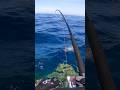Catching the Finest Fish of the Red Sea #fishing #reels #fish #pesca #fishinglife #fishingvideo