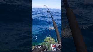 Catching the Finest Fish of the Red Sea #fishing #reels #fish #pesca #fishinglife #fishingvideo