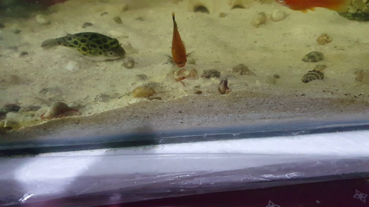 spaghetti eel - YouTube