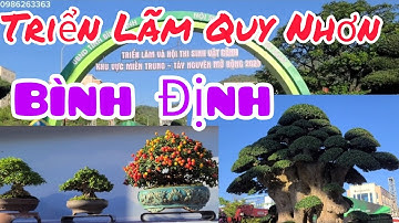 Hàng nghìn tác phẩm cây cảnh xuất sắc của cả nước đã hội tụ tại triển lãm Quy Nhơn - Bình Định