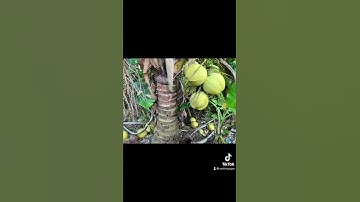 Không biết sai ở đâu “mà cây Dừa của mình rụng hết trái, mà sắp thu hoạch 😥