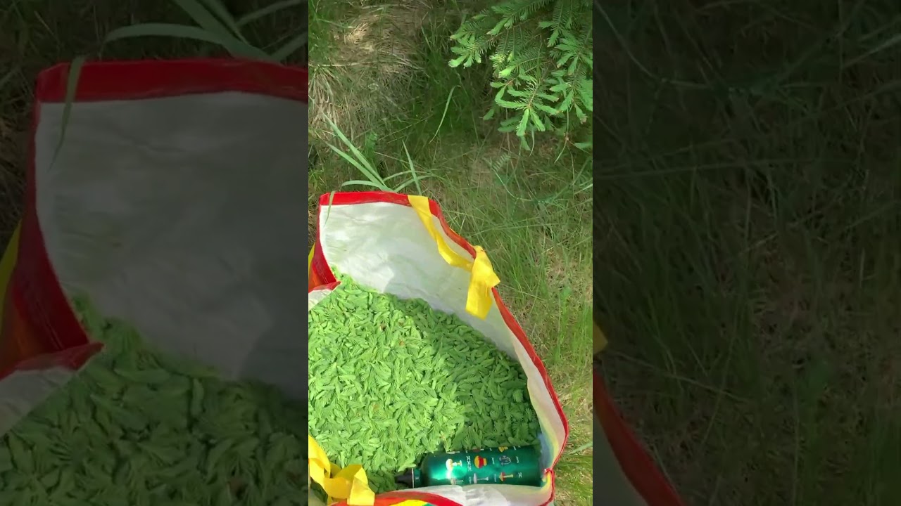 Foraging Spruce Tips Sustainably: Part 1 of 3 ~ Wild Muskoka