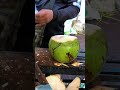 Green fresh coconut cutting skill shorts streetfood coconut viral asmr experiment explore