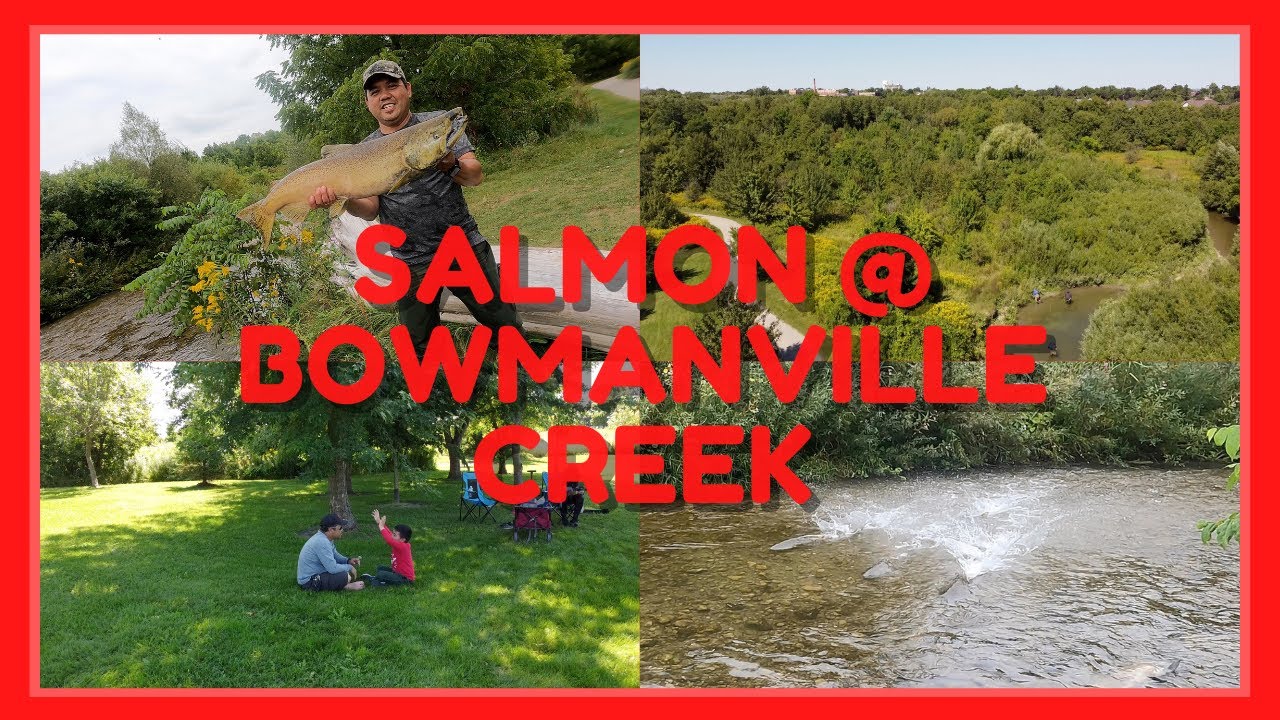 Bowmanville Creek Salmon Fishing and Run 2022 YouTube