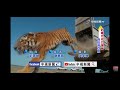 2026-08-06中視2200即時新聞現場-哈薩克成功復育西伯利亞虎