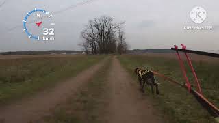 Monika&amp;Sansa bkj, Canis Láb Dog Race, 1. kolo