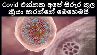 Covid 19 එන්නත විසින් වෛරසය විනාස කරන්නේ කොහොමද? | How Covid Vaccine Works?​ | Sonduru Diviya