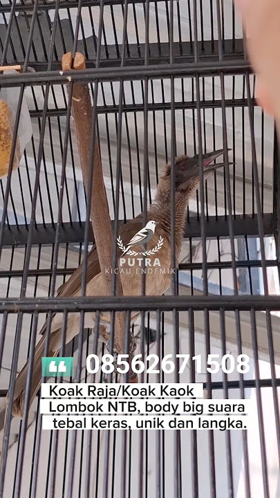 Suara Burung Koak Kaok/Koak Raja/Cucak Timor Tanduk Lombok Gacor #koakkaok #cucaktimor