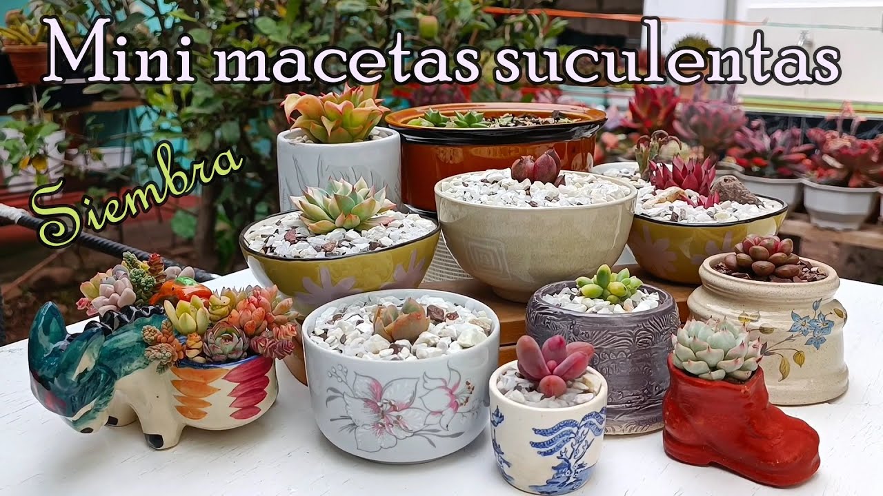 Macetas y suculentas MINI #trasplante #echeveria #agavoides